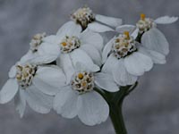 Wei&szlig;e Schafgarbe